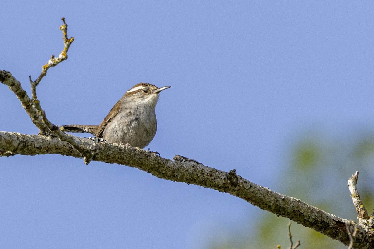 Buschzaunkönig - ML637063263