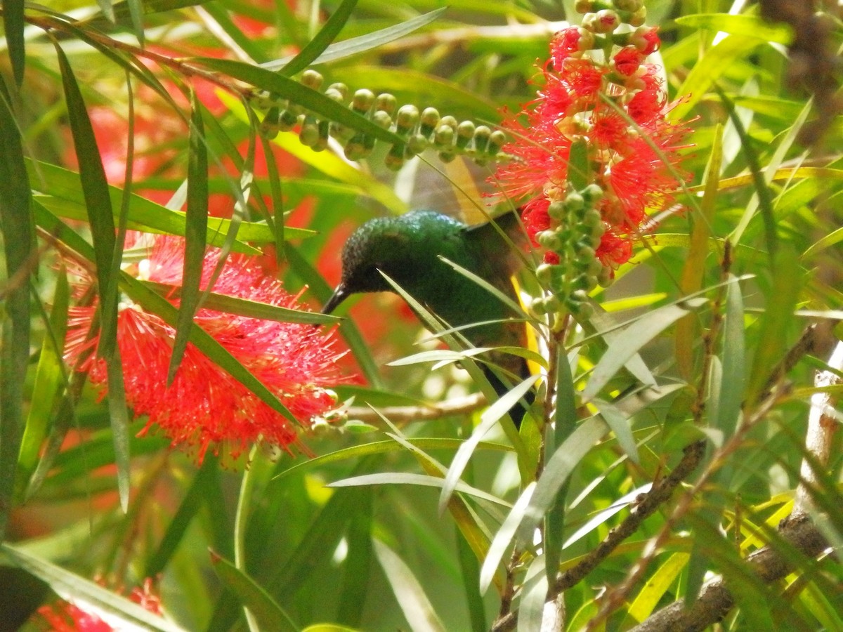 Copper-rumped Hummingbird - ML637063341