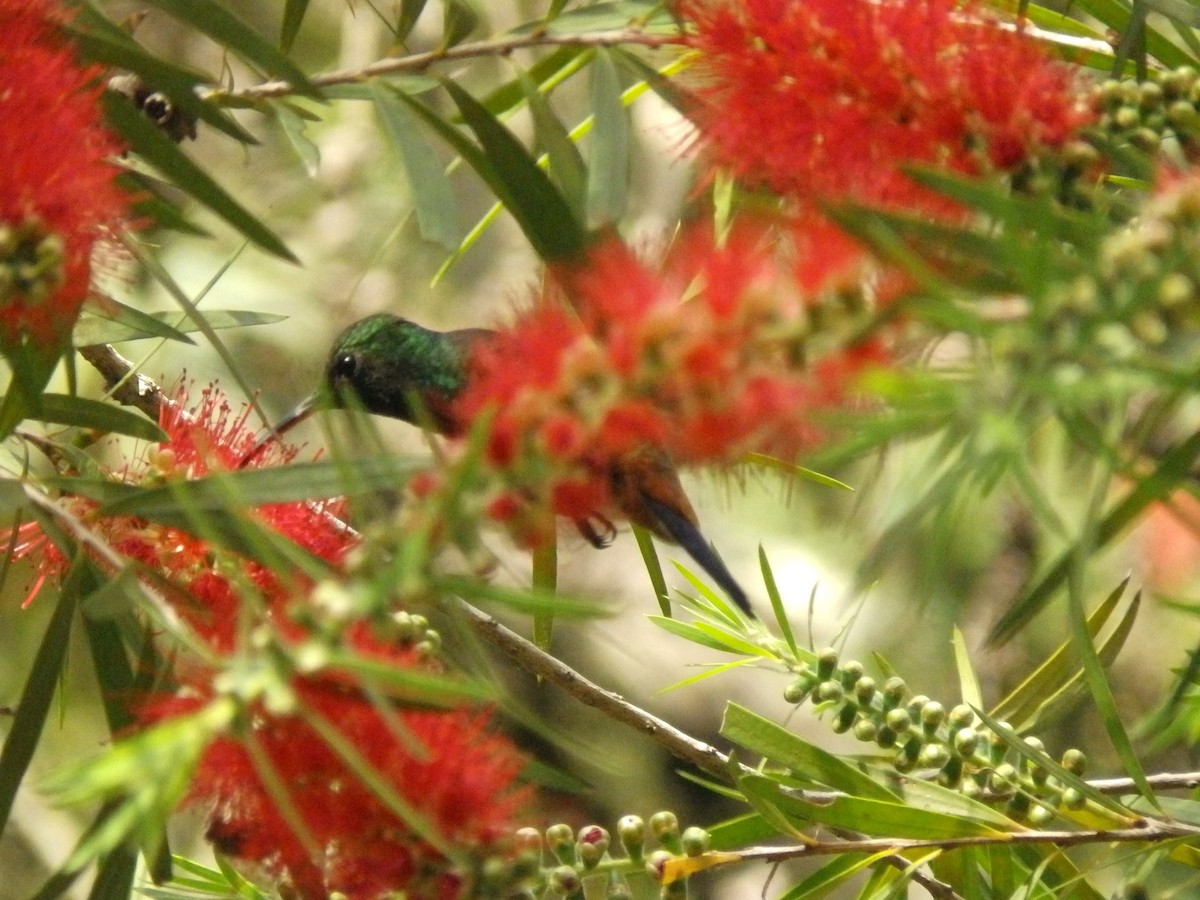 Copper-rumped Hummingbird - ML637063343