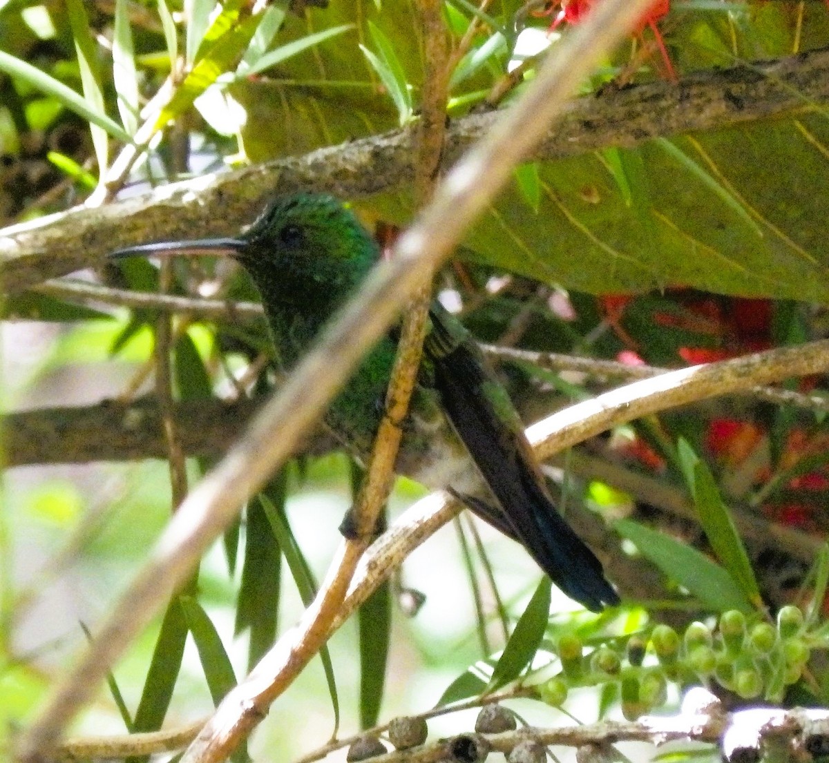 Copper-rumped Hummingbird - ML637063347