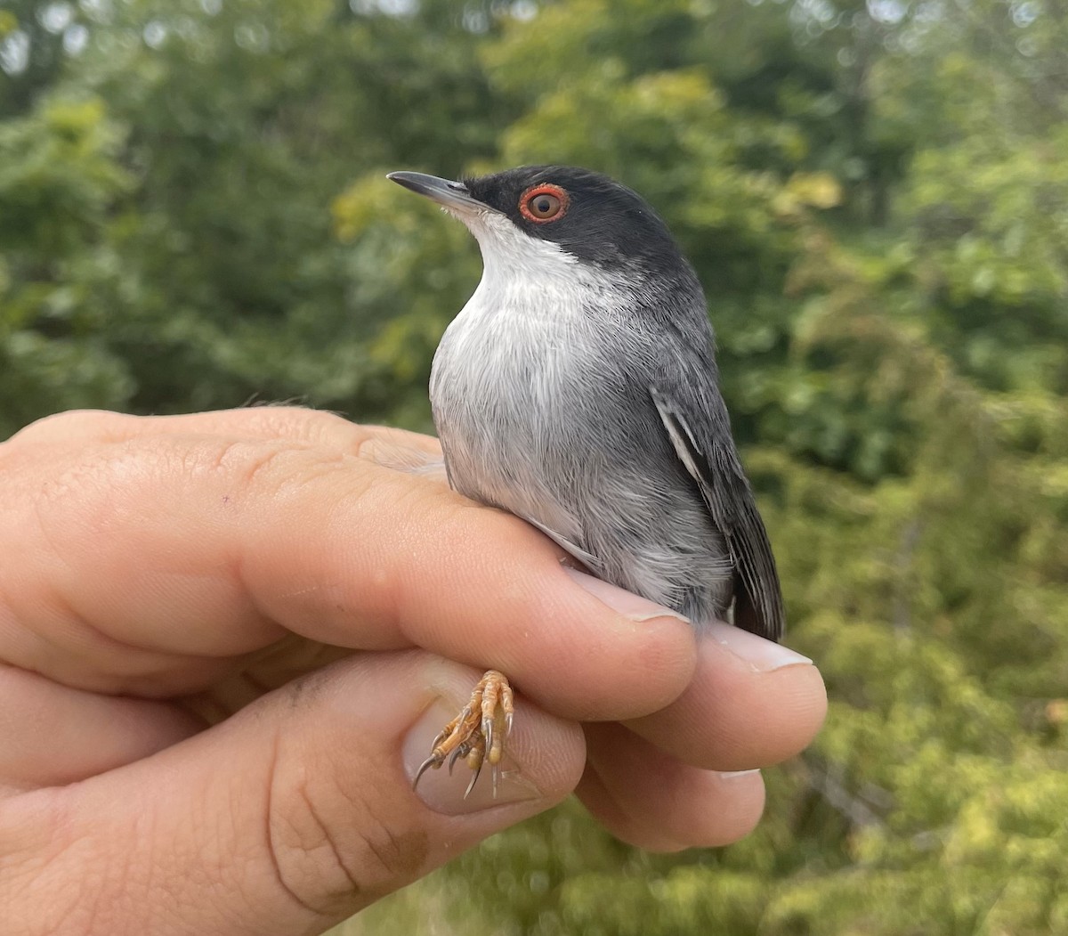 Sardinian Warbler - ML637063352