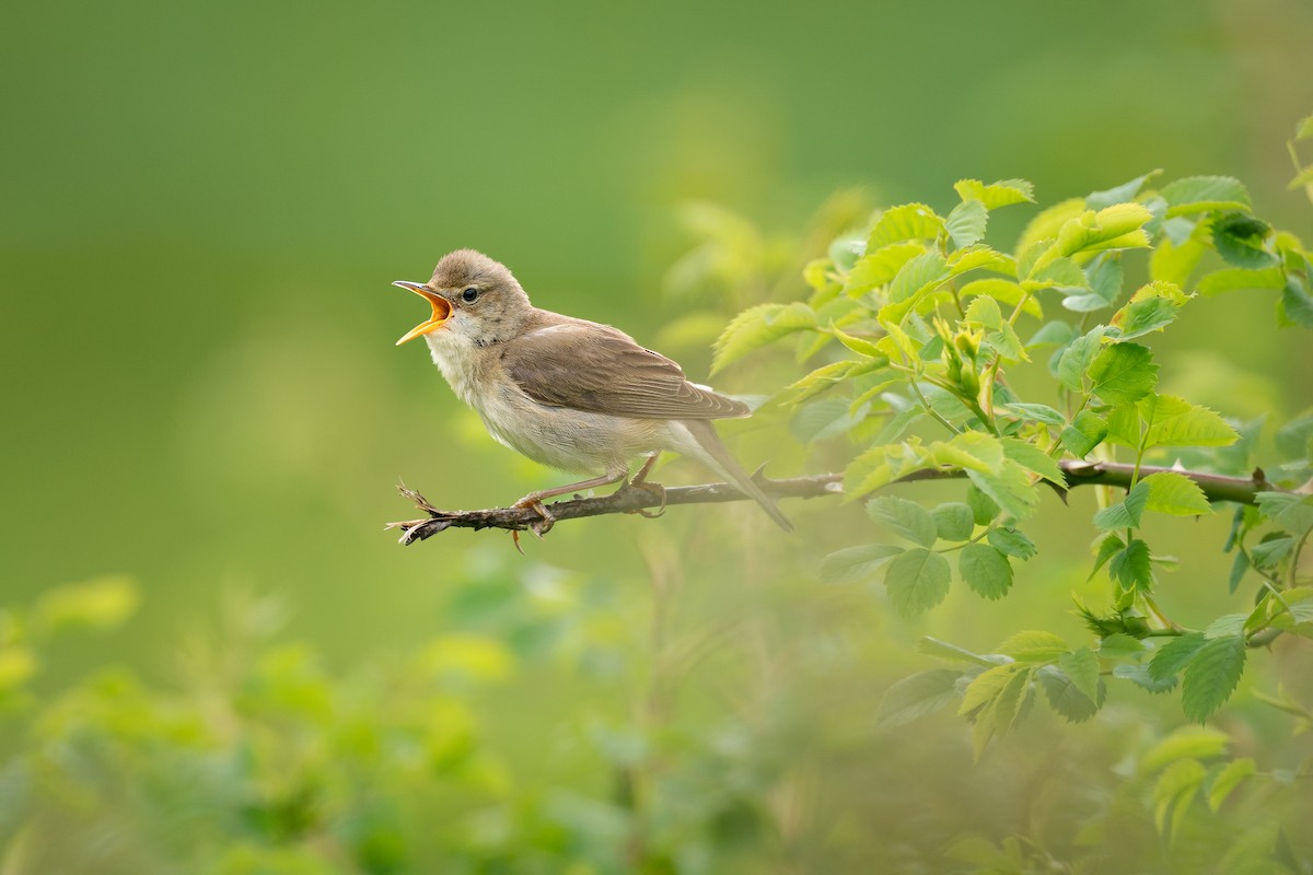 Marsh Warbler - ML637063520