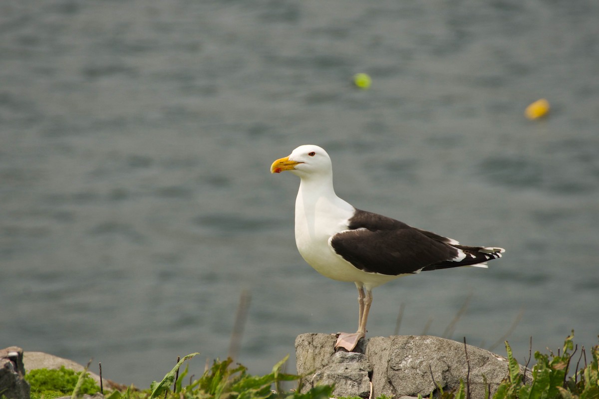 Great Black-backed Gull - ML637063535