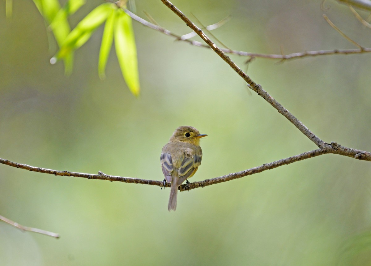 Buff-breasted Flycatcher - ML637063601