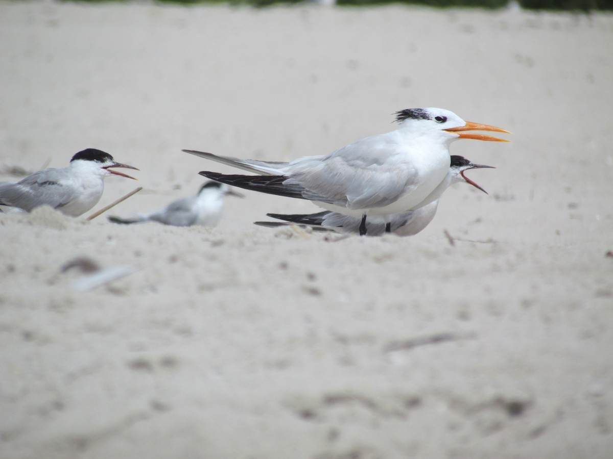 Royal Tern - ML637063633