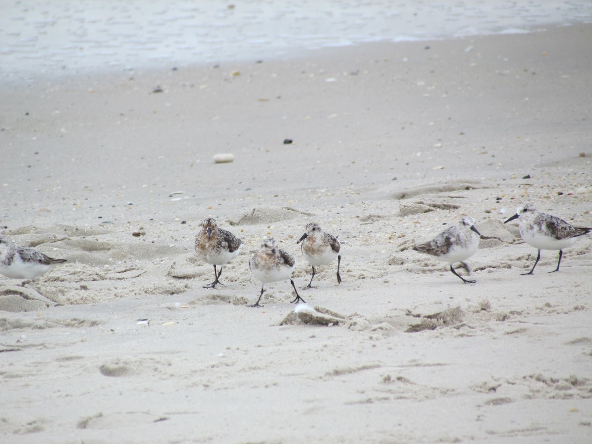 Sanderling - ML637063648