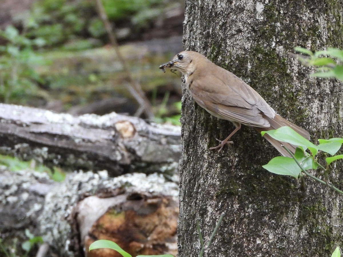 Veery - ML637063693