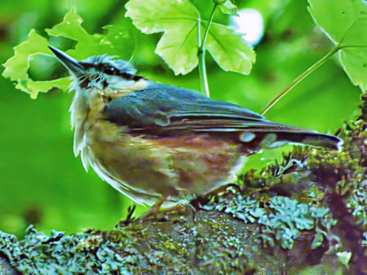 Eurasian Nuthatch (Western) - ML637063798