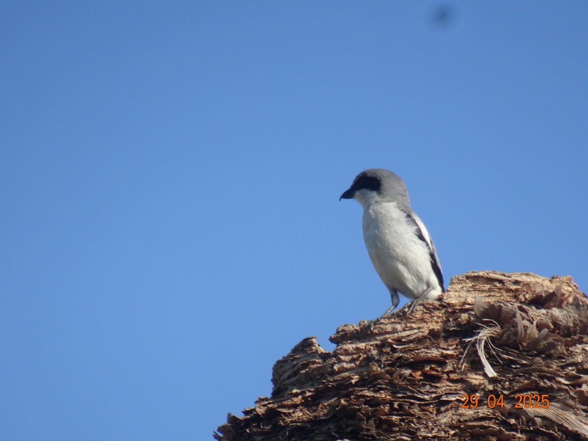 Loggerhead Shrike - ML637063814