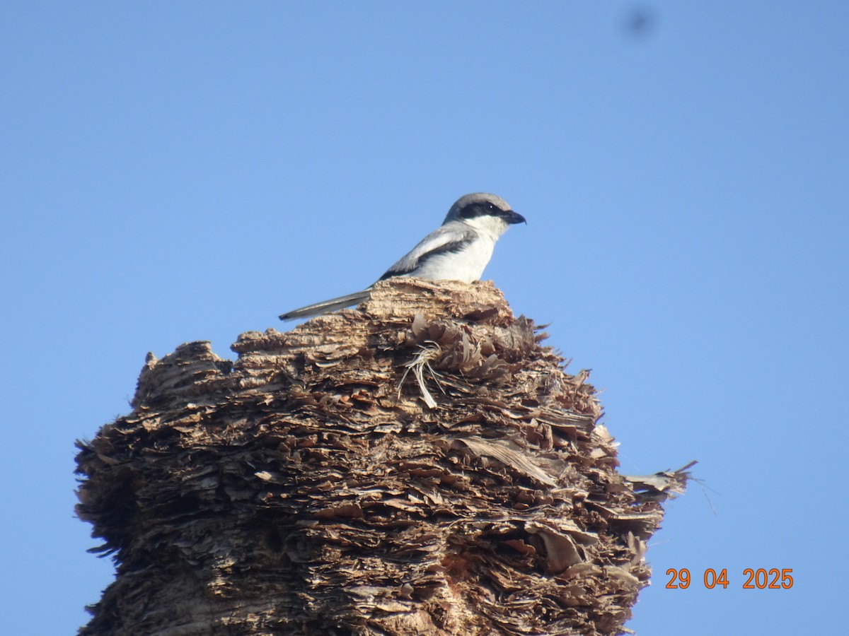 Loggerhead Shrike - ML637063815