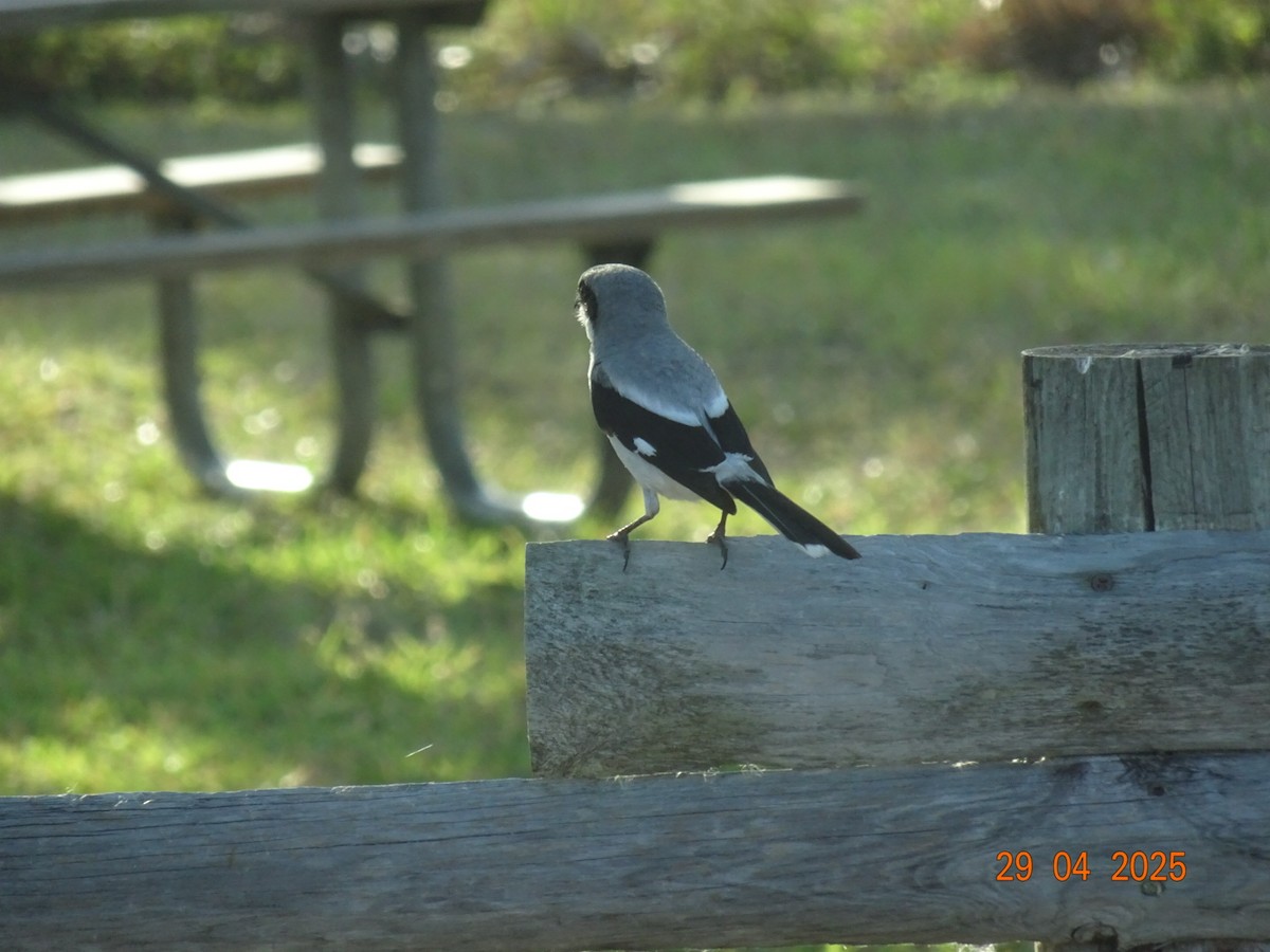Loggerhead Shrike - ML637063816