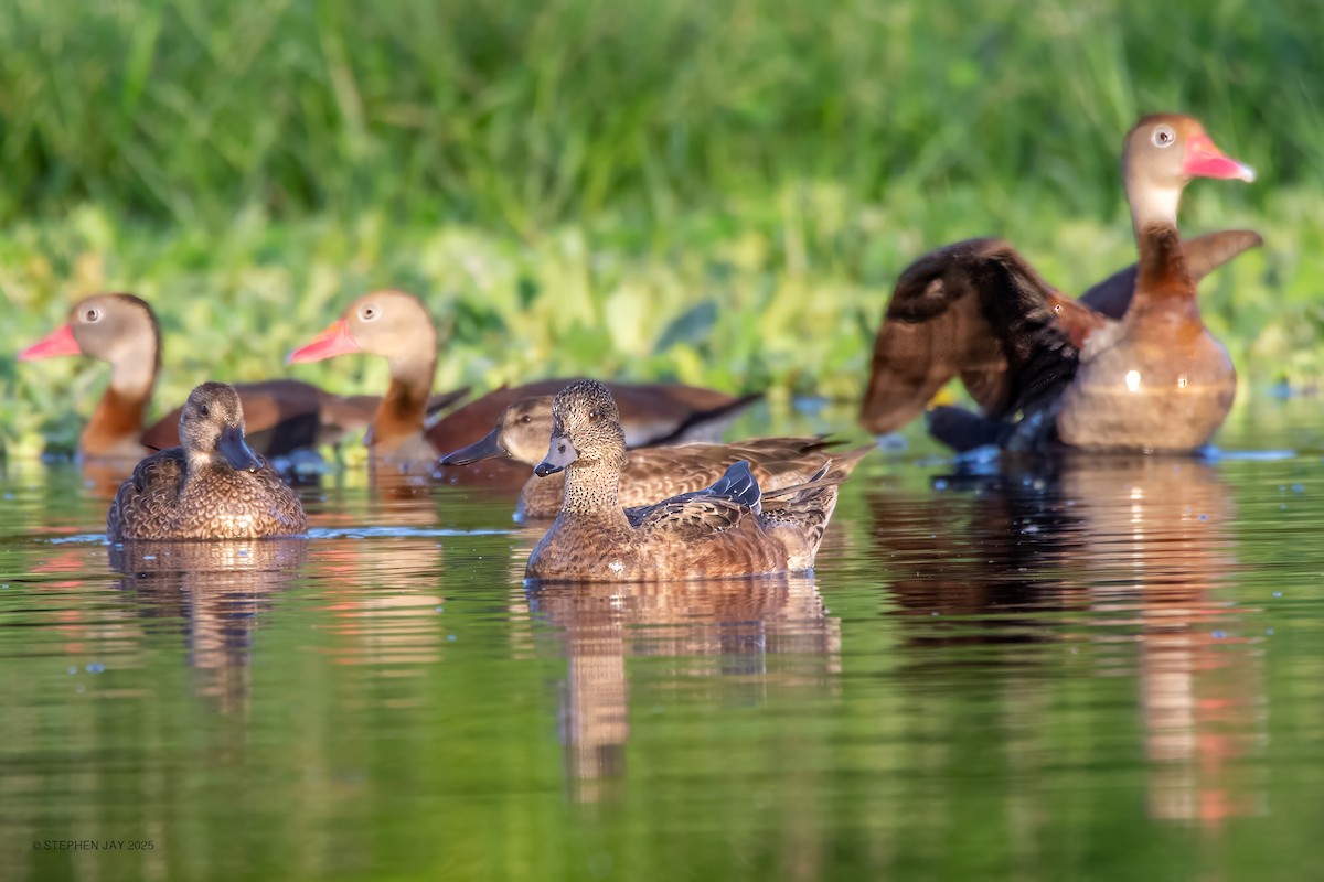 American Wigeon - ML637063824