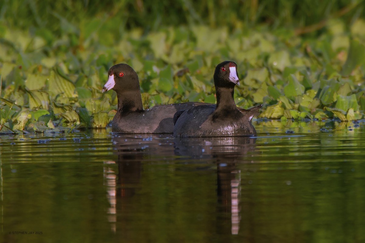 American Coot (Red-shielded) - ML637063893