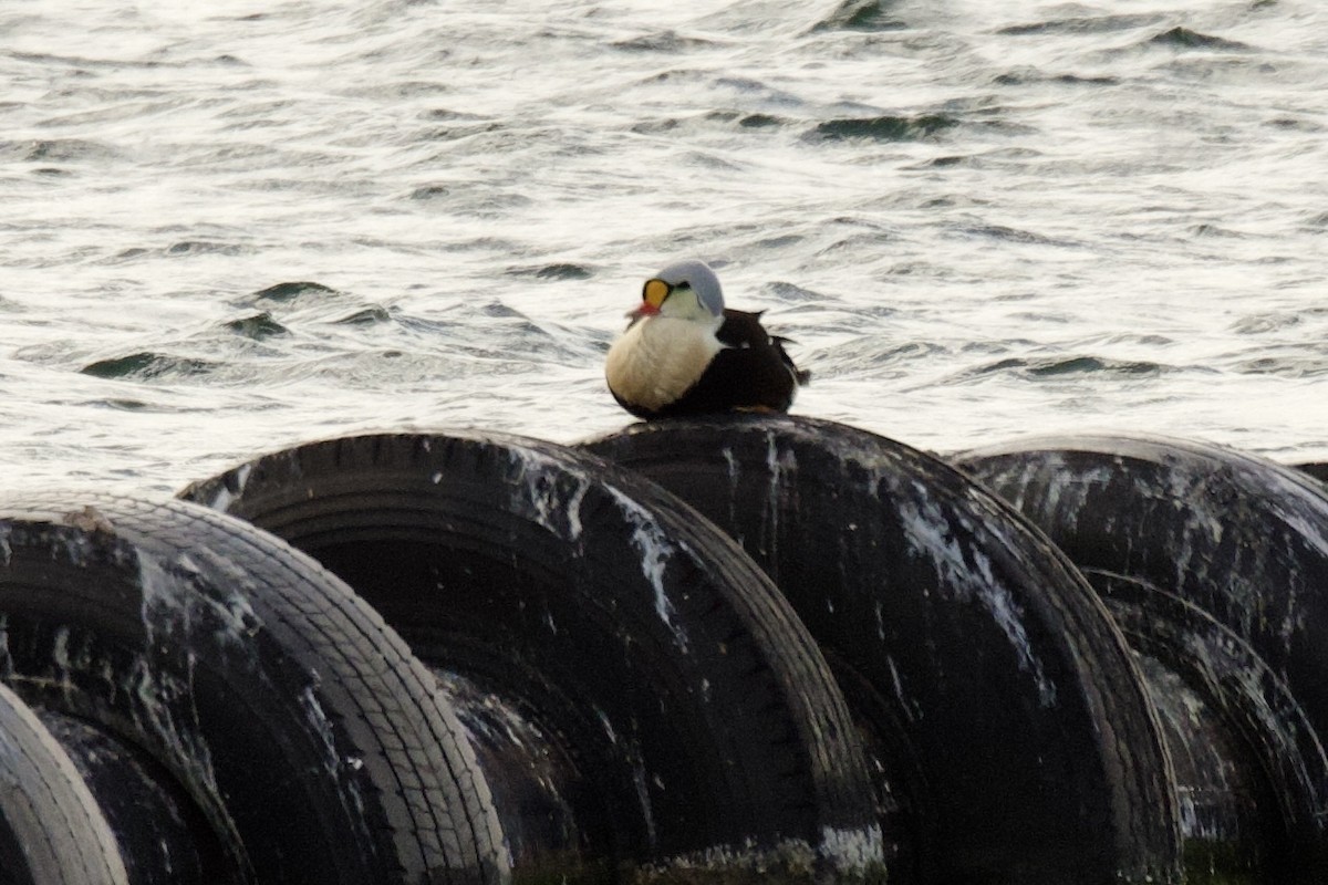 King Eider - ML637063984