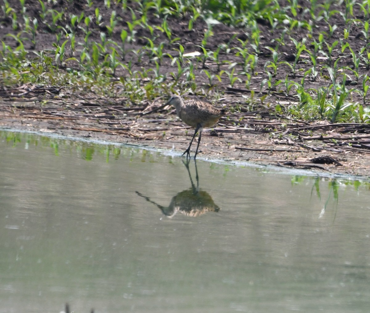 Marbled Godwit - ML637063986