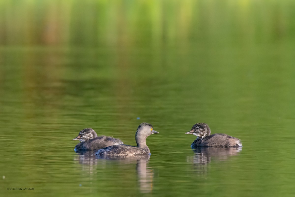 Least Grebe - ML637064002