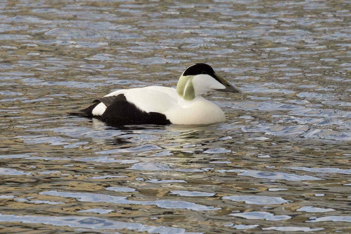 Common Eider - ML637064030