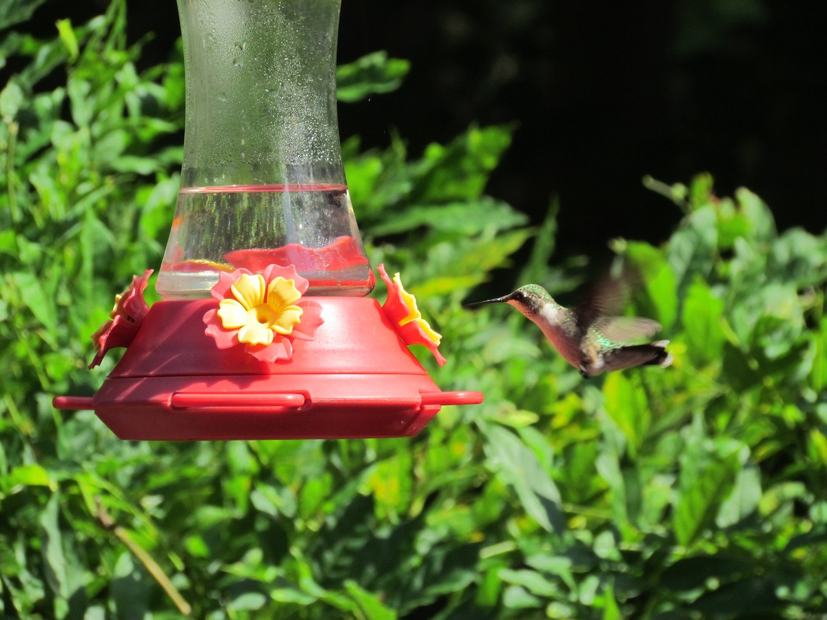 Ruby-throated Hummingbird - ML637064177