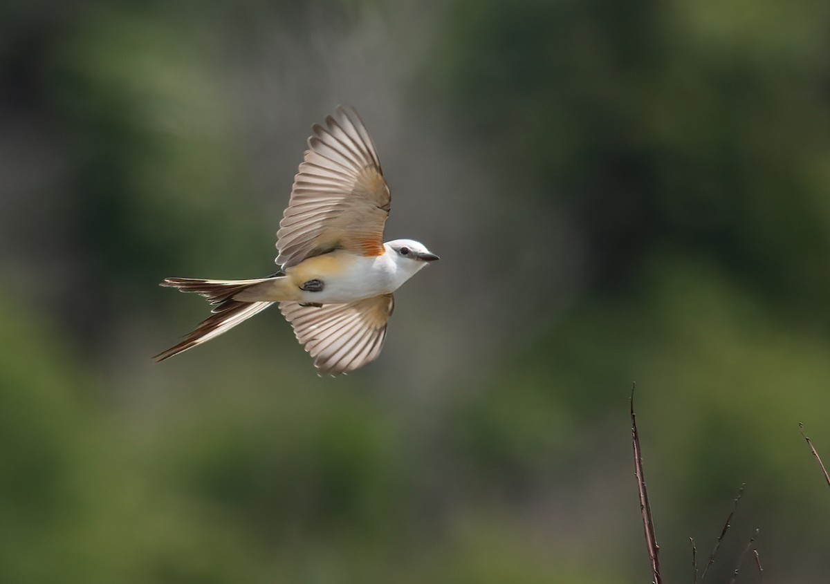 Scissor-tailed Flycatcher - ML637064287