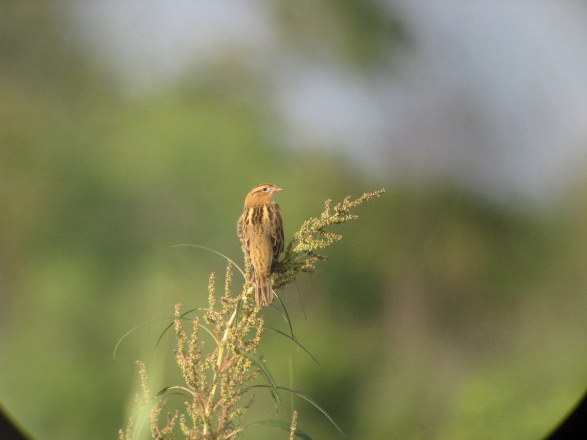 Bobolink - ML637064295
