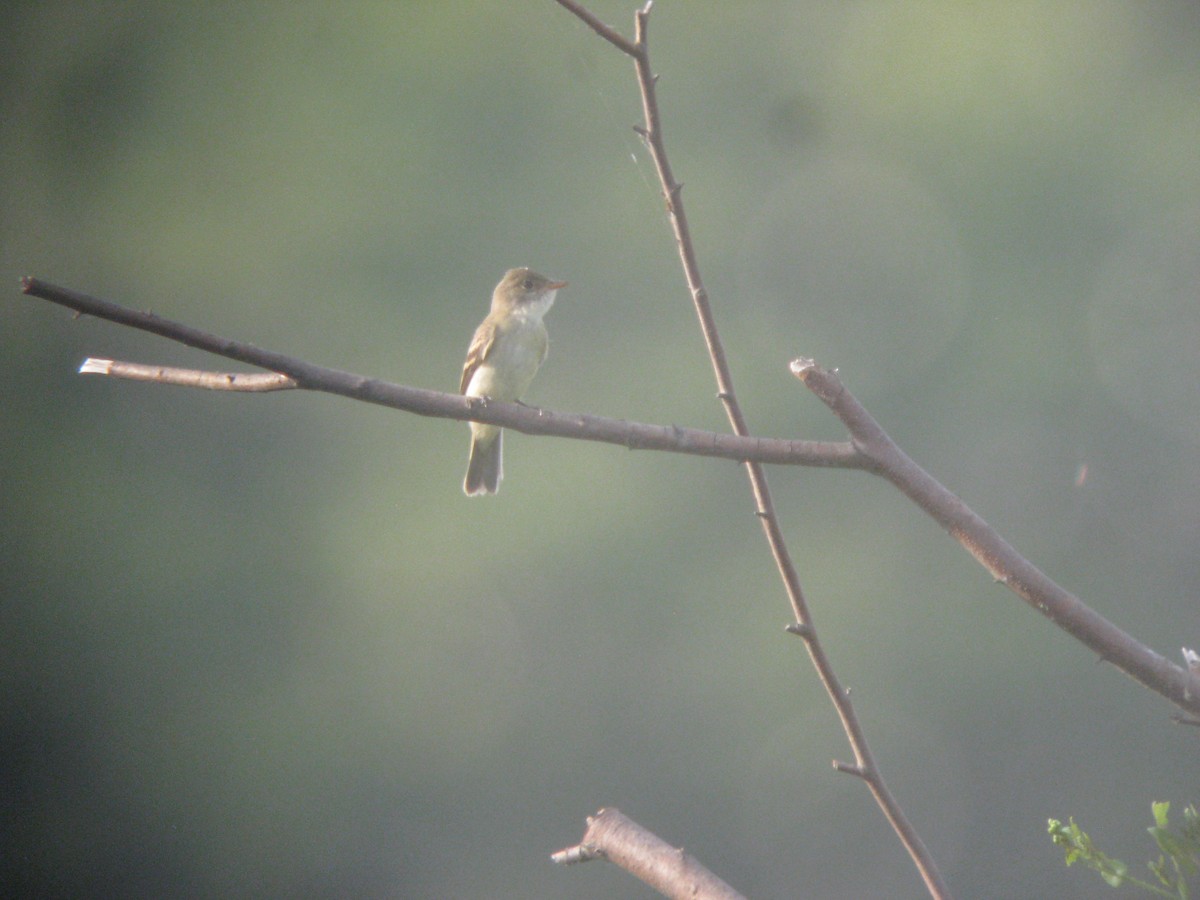 Willow Flycatcher - ML637064321