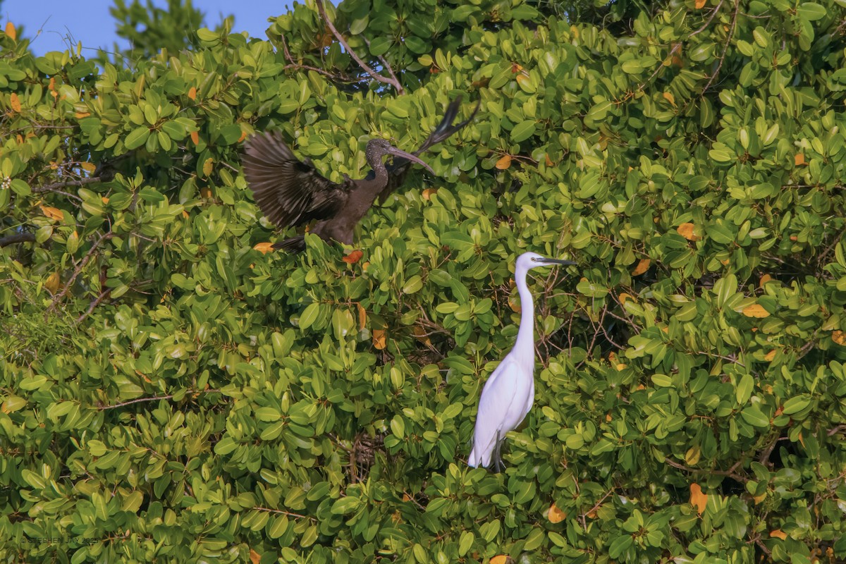 Little Egret - ML637064364