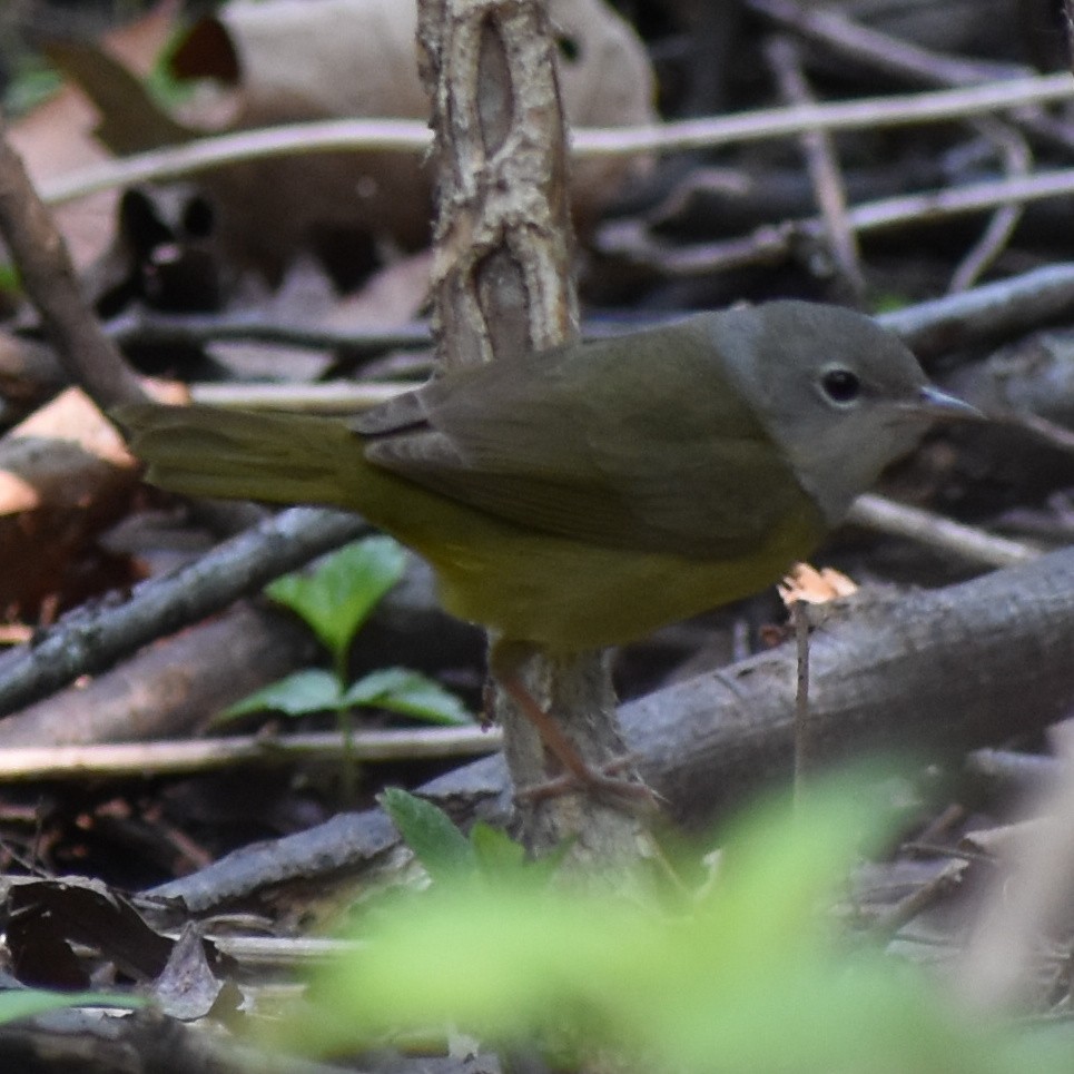 Mourning Warbler - ML637064418