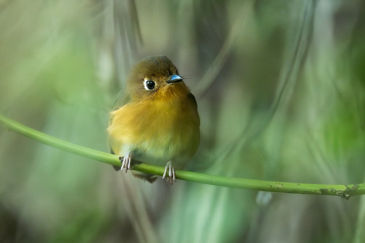 Rusty-breasted Antpitta (Rusty-breasted) - ML637064419