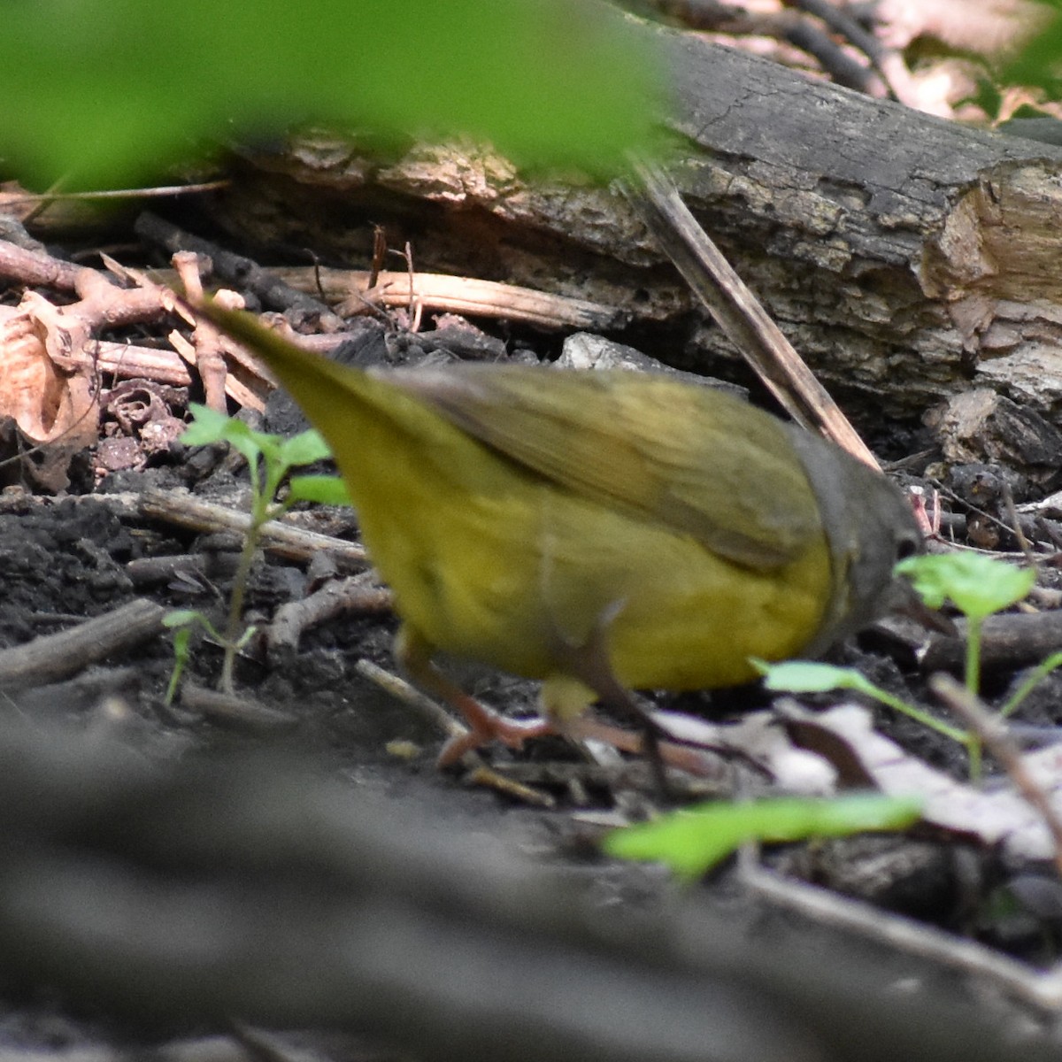 Mourning Warbler - ML637064421