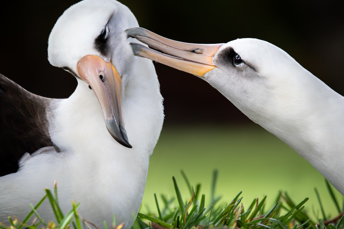 Laysan Albatrosu - ML637064506