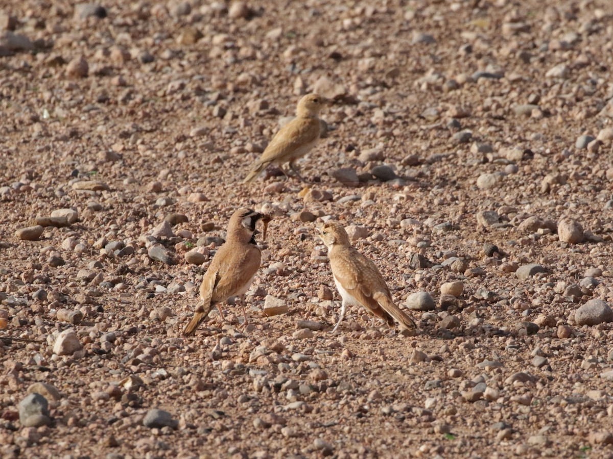Temminck's Lark - ML637064513