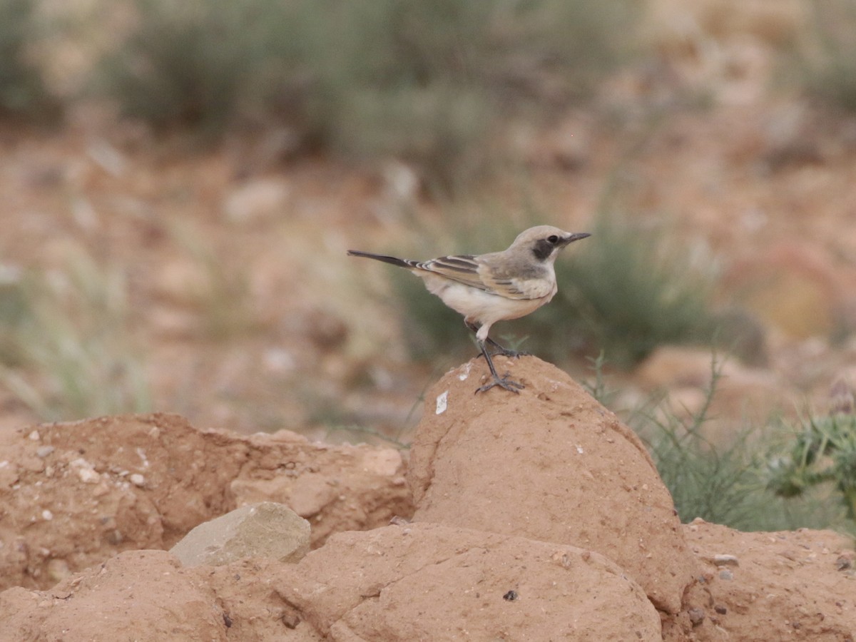 Red-rumped Wheatear - ML637064542