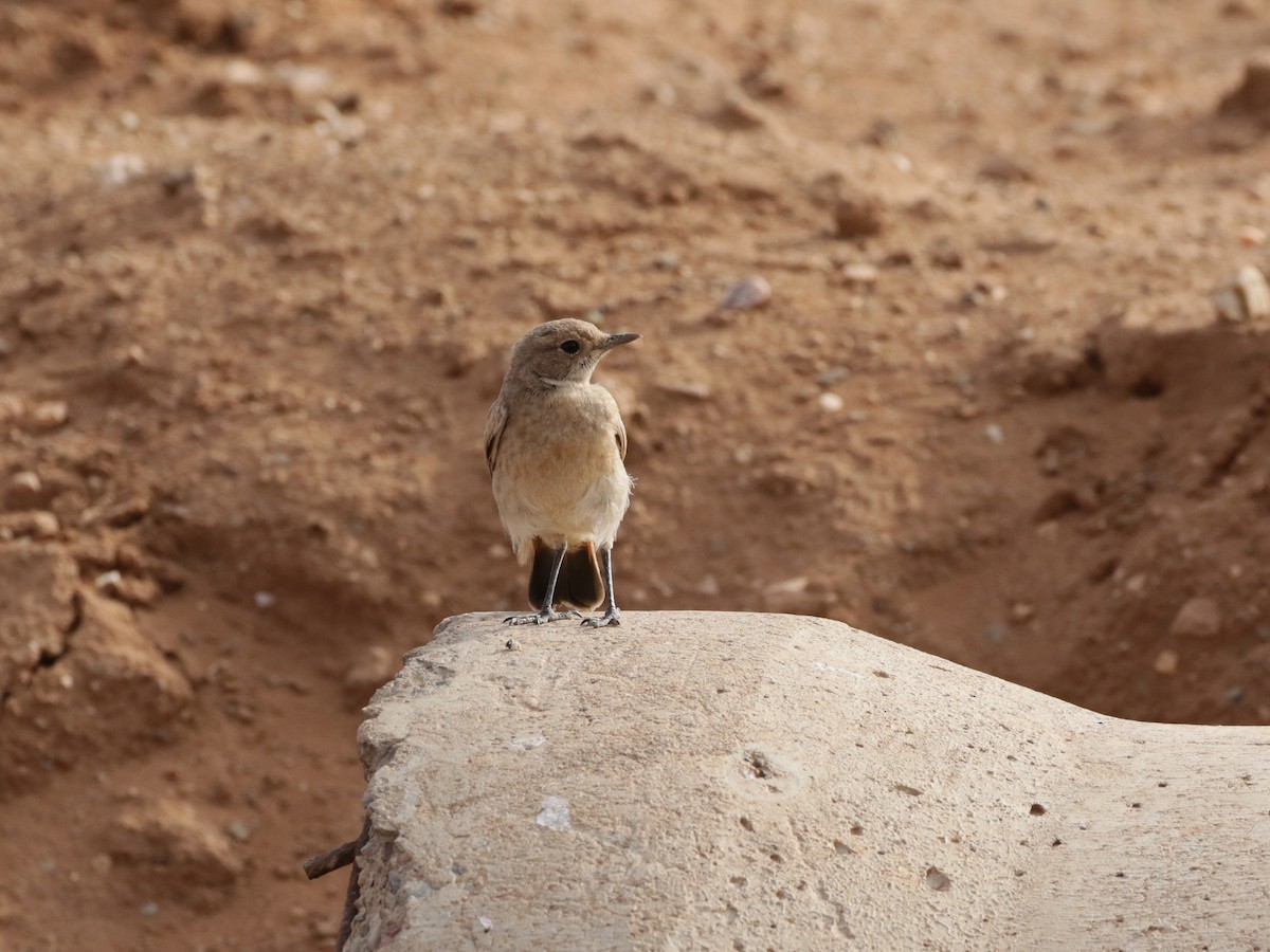 Red-rumped Wheatear - ML637064543
