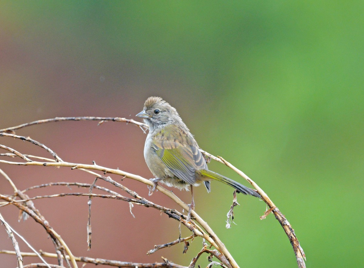 Green-tailed Towhee - ML637064554