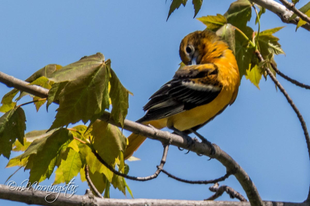 Baltimore Oriole - ML637064556