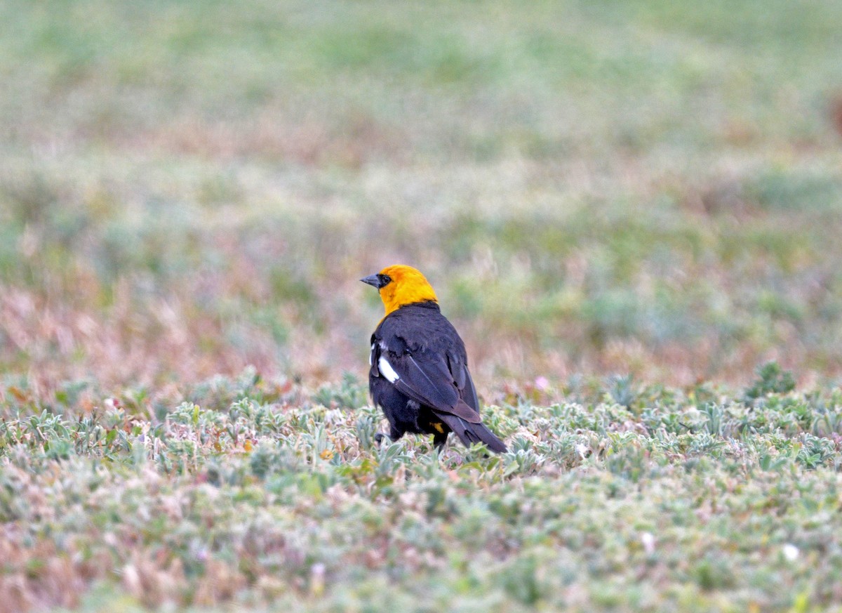 Yellow-headed Blackbird - ML637064582