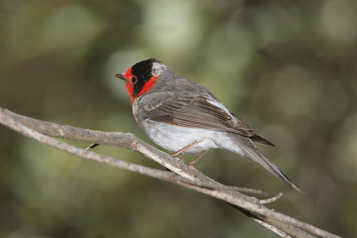 Red-faced Warbler - ML637064605