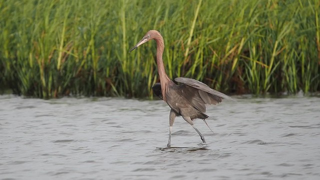 Reddish Egret - ML637064617
