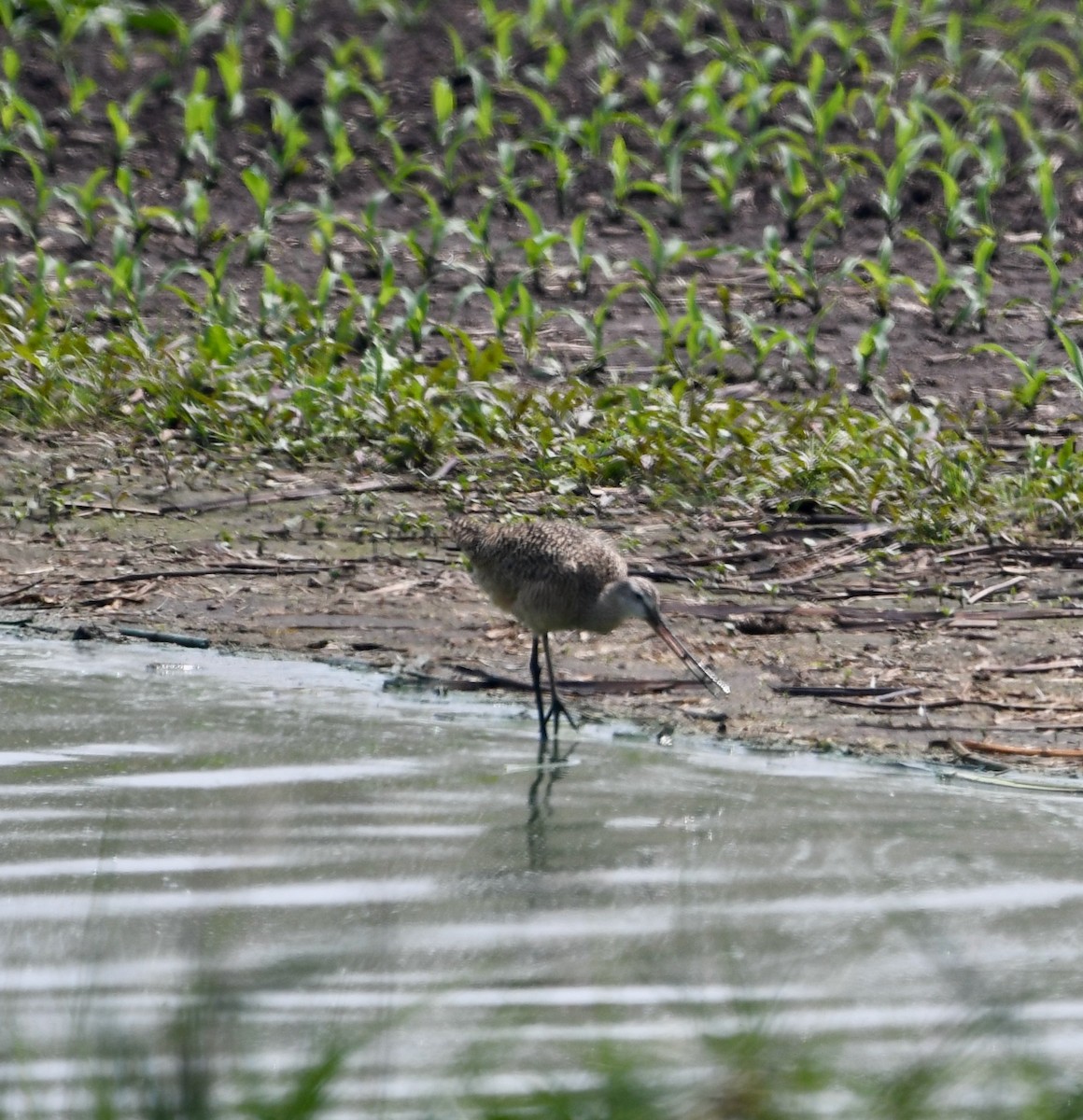 Marbled Godwit - ML637064623