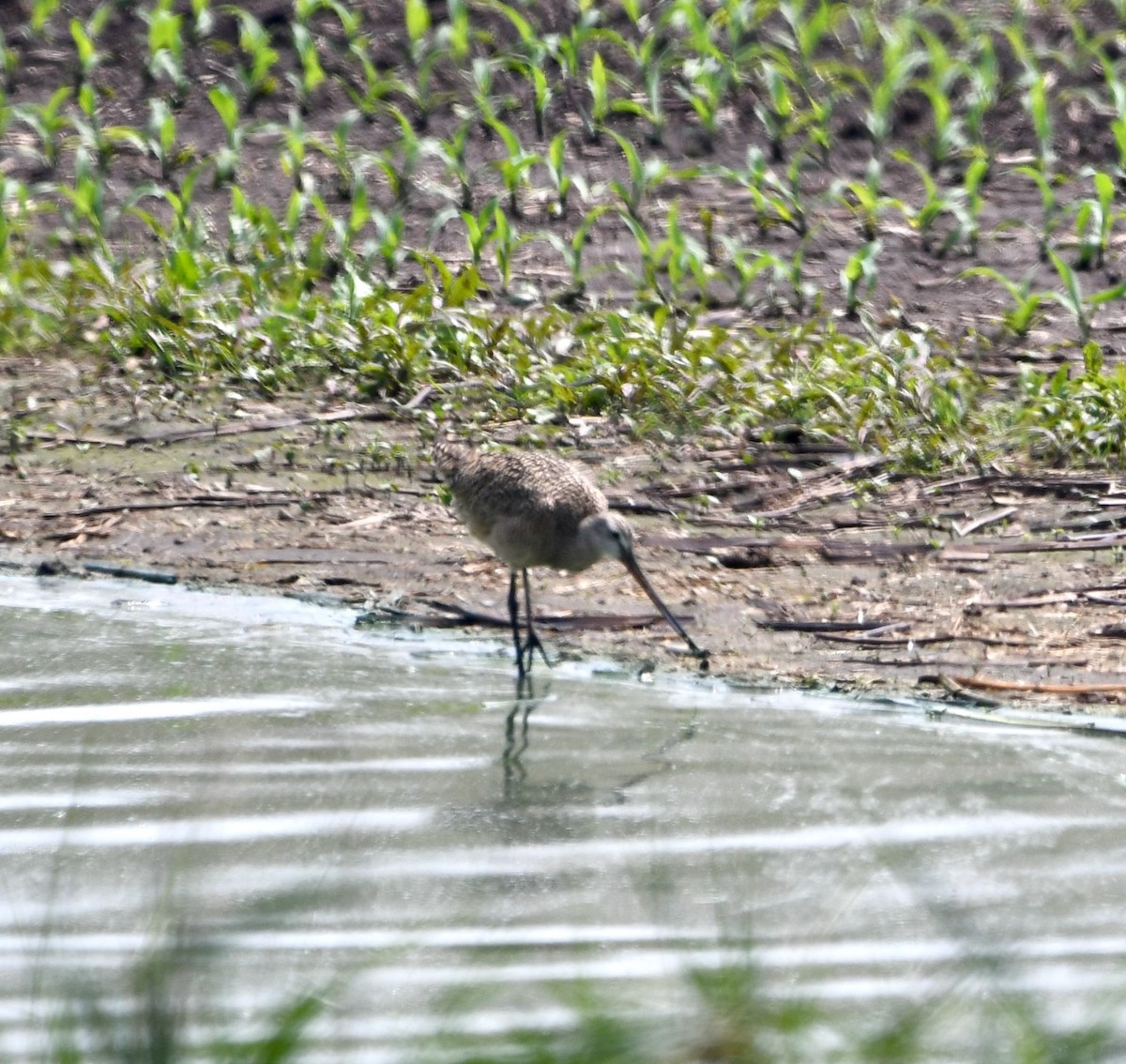 Marbled Godwit - ML637064624