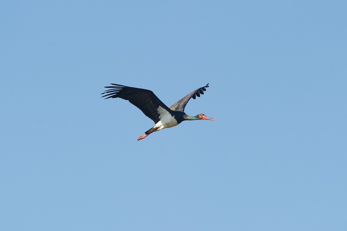 Black Stork - ML637064626