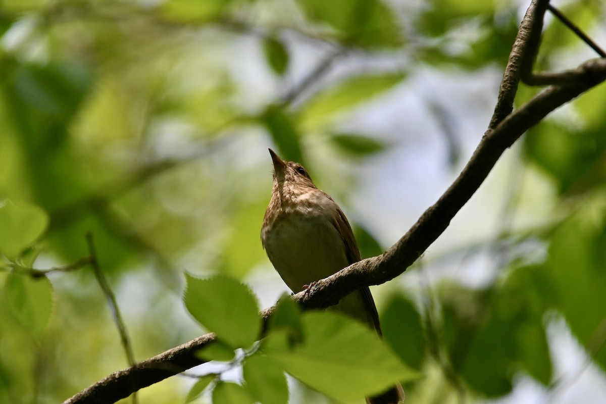Veery - ML637064641