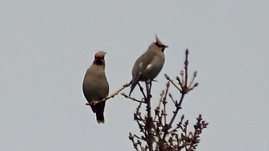 Bohemian Waxwing - ML637064661