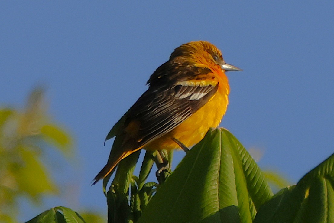 Baltimore Oriole - ML637064702