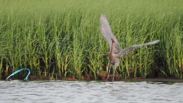 Reddish Egret - ML637064724