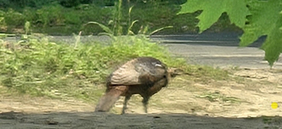 Wild Turkey - ML637064809