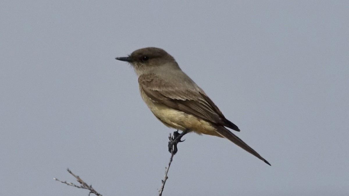 Say's Phoebe - ML637064858