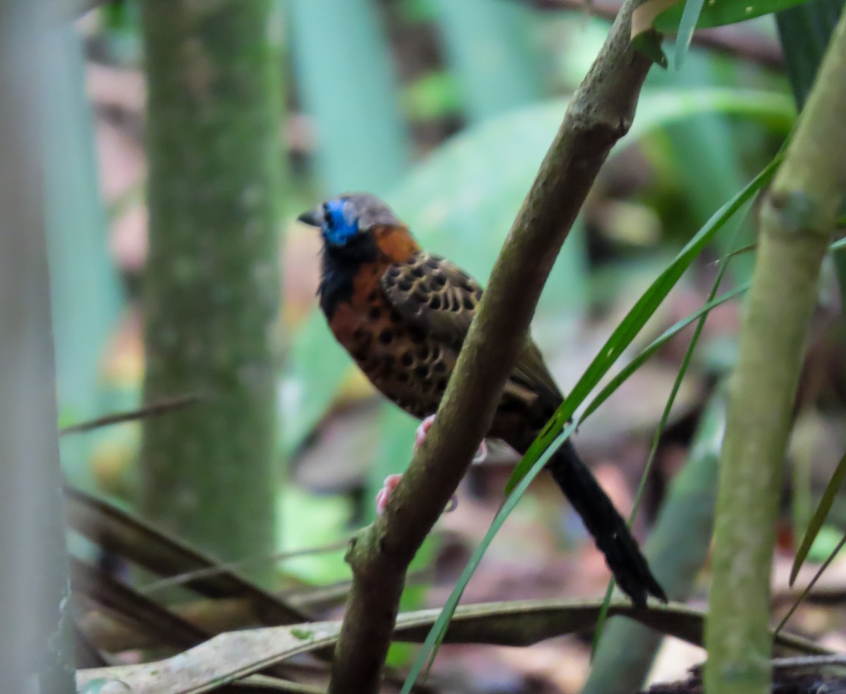 Ocellated Antbird - ML637064970