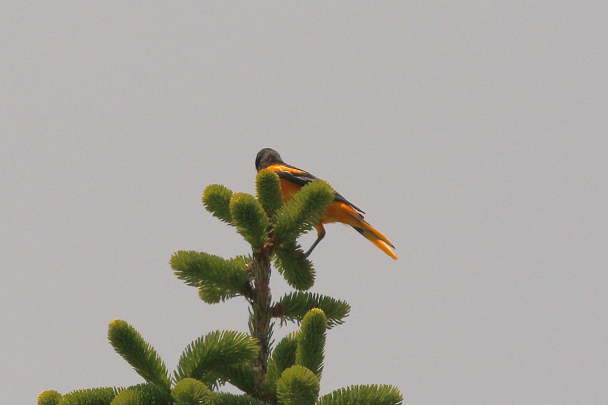 Baltimore Oriole - ML637065014