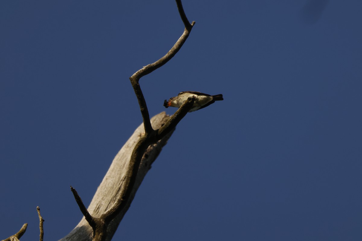 Olive-sided Flycatcher - ML637065024
